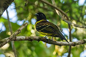 Hooded berryeater (Carpornis cucullata)
