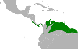 Hydropsalis cayennensis map.svg