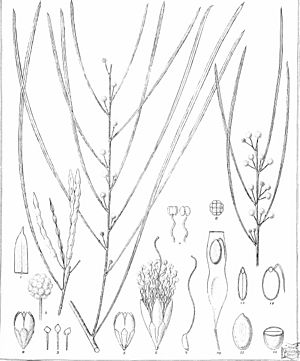 Iconography of Australian species of Acacia and cognate genera (1887) (20124327374).jpg