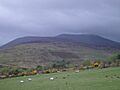 In the Derrynasaggart Mountains, between Killarney and Macroom - geograph.org.uk - 480562