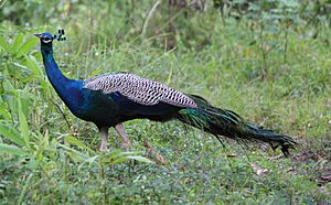 Indian Peacock in Tholpetty Wildlife Sanctuary 02