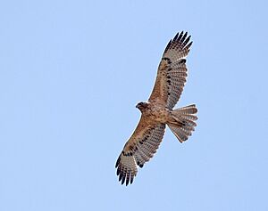 Juvenile Bonelli's eagle