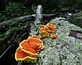 Laetiporus Sulphureus