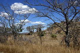 Landscape kruger-park