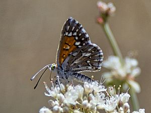 Lange's metalmark butterfly (28747200334) cropped.jpg