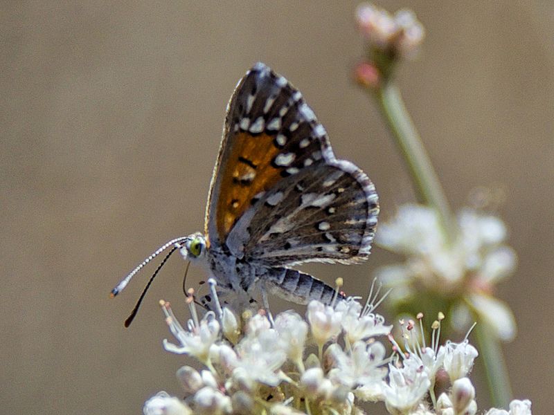Lange's metalmark butterfly (28747200334) cropped