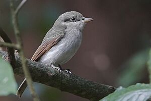 Large Woodshrike Barambubu Uttarakhand India 02.02.2015.jpg
