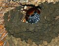 Lesser Striped Swallow (Cecropis abyssinica) in nest ... (30437073874)