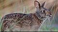 Lower Keys marsh rabbit