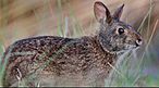 Lower Keys marsh rabbit.jpg