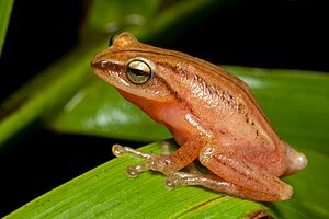 MG 0441 SaurabhSawant Raorchestes-travancoricus Munnar.jpg