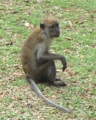 Macaque at bukit timah cropped