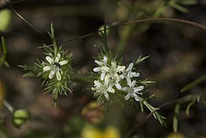 Navarretia leucocephala ssp. bakeri.jpg