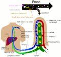 Nutrient absorbtion to blood and lymph