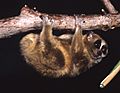 Nycticebus pygmaeus 005