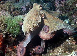 Octopus vulgaris 2