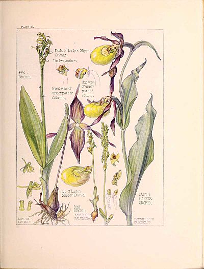 Orchid-Family-British-Harriet-Adams