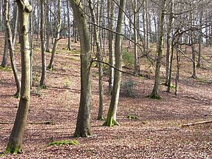Oveys Wood, Highmoor (geograph 2230050).jpg