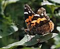 Painted Lady I IMG 6702
