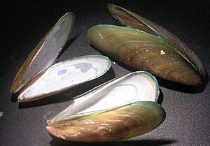 Perna viridis 001
