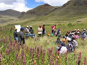 Peru Chenopodium quinoa