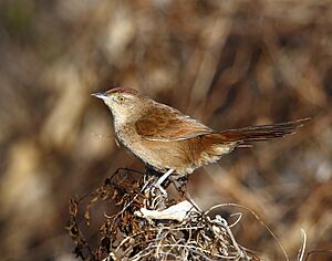 Phacellodomus striaticollis - Freckle-breasted thornbird; Playa Penino, Montevideo, Uruguay.jpg