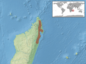 Phelsuma guttata distribution.png