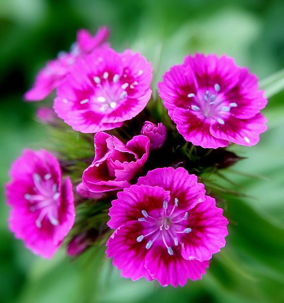 Pink Sweet William flowers