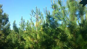 Pinus maximinoi joven.jpg