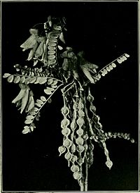 Plants of New Zealand (1906) (14781835954)
