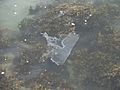 Plastic bag jellyfish