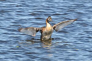 Podiceps major -Santa Vitoria do Palmar, Rio Grande do Sul, Brazil-8