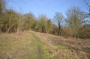 Prestwood Local Nature Reserve 6
