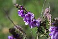 Prostanthera denticulata