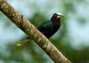 Psarocolius wagleri -near Rancho Naturalista, Cordillera de Talamanca, Costa Rica-8.jpg
