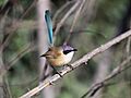 Purple-crowned Fairy-wren "Malurus coronatus"