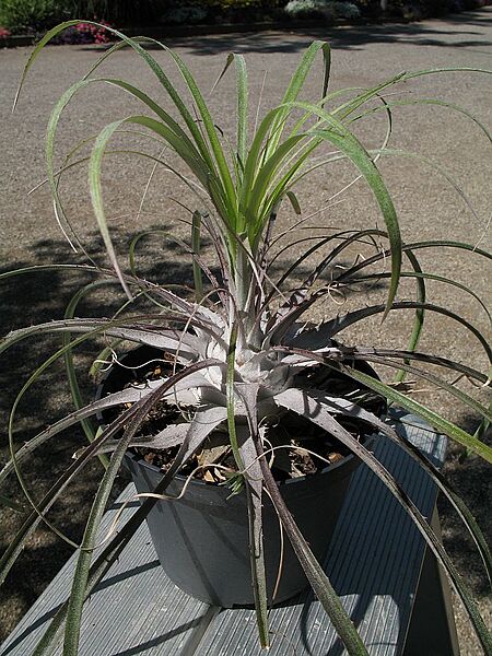 Puya grafii (TS) 2-00406