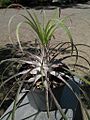 Puya grafii (TS) 2-00406