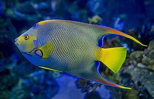 Queen Angelfish.jpg