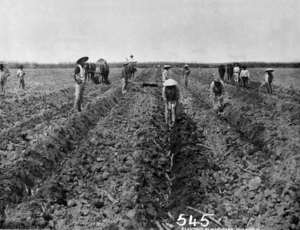 Queensland State Archives 1893 Chinese canegrowers planting sugar cane near Cairns c 1878