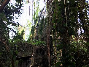 Rainforest Biome Biosphere 2