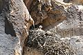 Red-tail hawk (Buteo jamaicensis) chick (14045509068)
