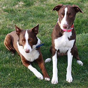 Red and White McNab Shepherds Kye Aila