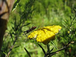 Reduviidae Rhinocoris - Flower assassin bug 1197