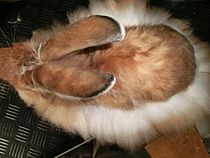 Satin Angora Rabbit plucked from the back