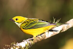 Silver-throated tanager (Tangara icterocephala).jpg