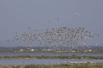 Slender-billed gulls (Chroicocephalus genei) Cap Bon