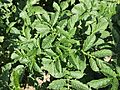 Solanum tuberosum Linzer Stärke (02).jpg