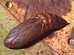 Sphingidae - Hyles gallii (pupa)