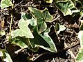 Starr-071024-9905-Hedera helix-variegated leaves-Enchanting Floral Gardens of Kula-Maui (24895451805)